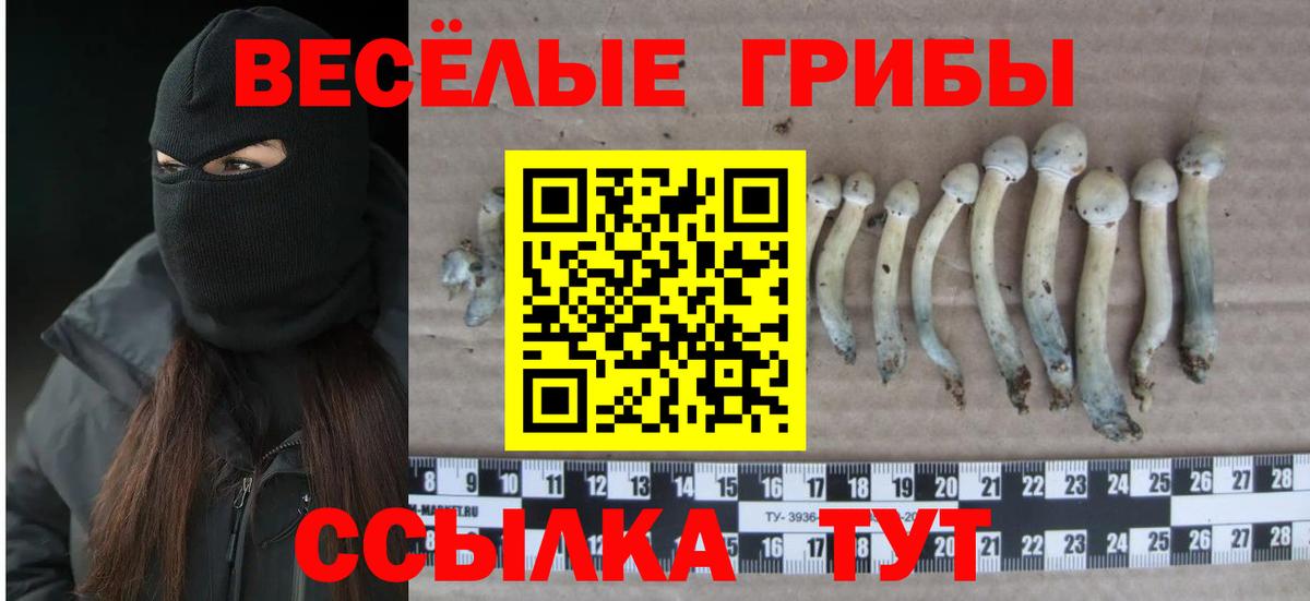 Городец  Псилоцибиновые грибы мицелий  Вход с VPN  Псилоцибиновые грибы Magic Shrooms 